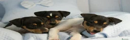 Ratonero Bodeguero Andaluz perros en venta: CACHORRITOS DE BODEGUERO  - Anuncio 6