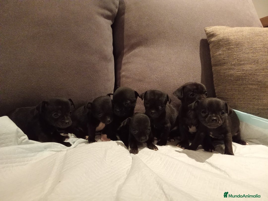 Chihuahua perros en venta: Chihuahuas toy cabeza manzana hembras - Imagen 8