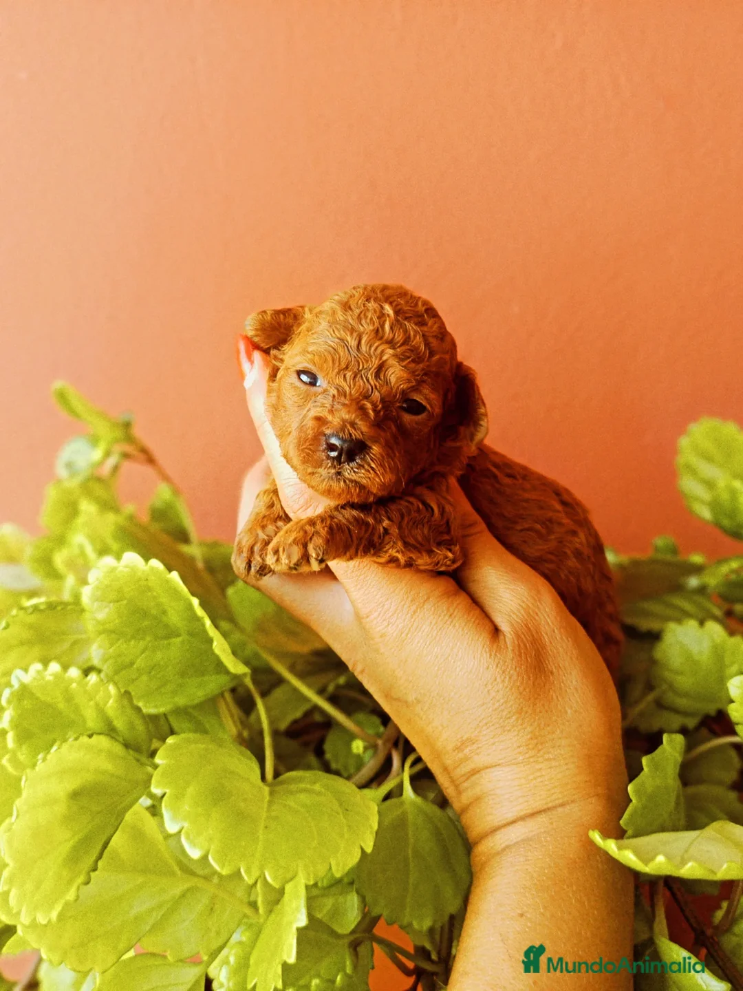 Caniche Toy perros en venta: Caniche tacita de té - Imagen 5