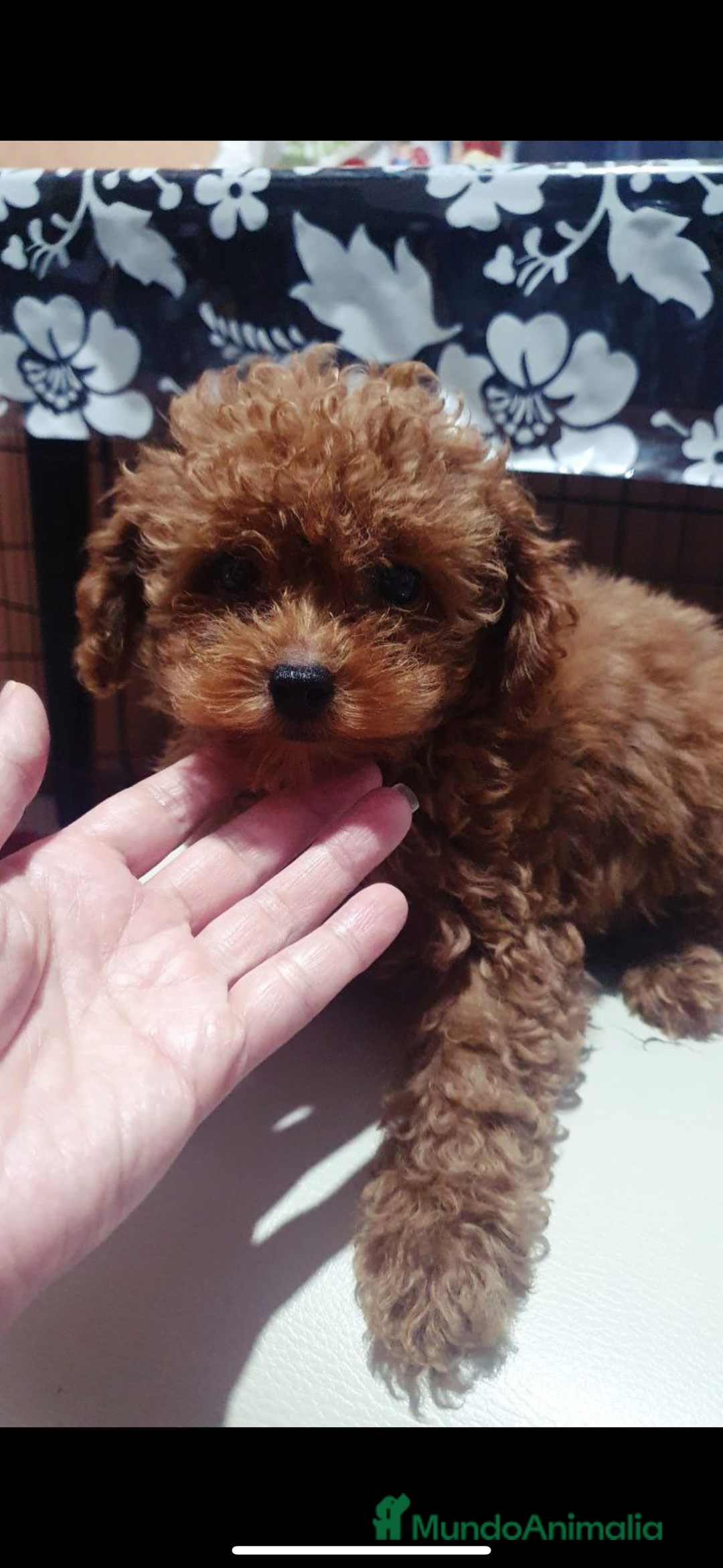 Caniche Toy perros en venta: caniche toy - Anuncio 1