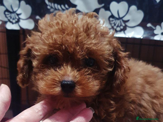 Caniche Toy perros caniche toy - Anuncio 29