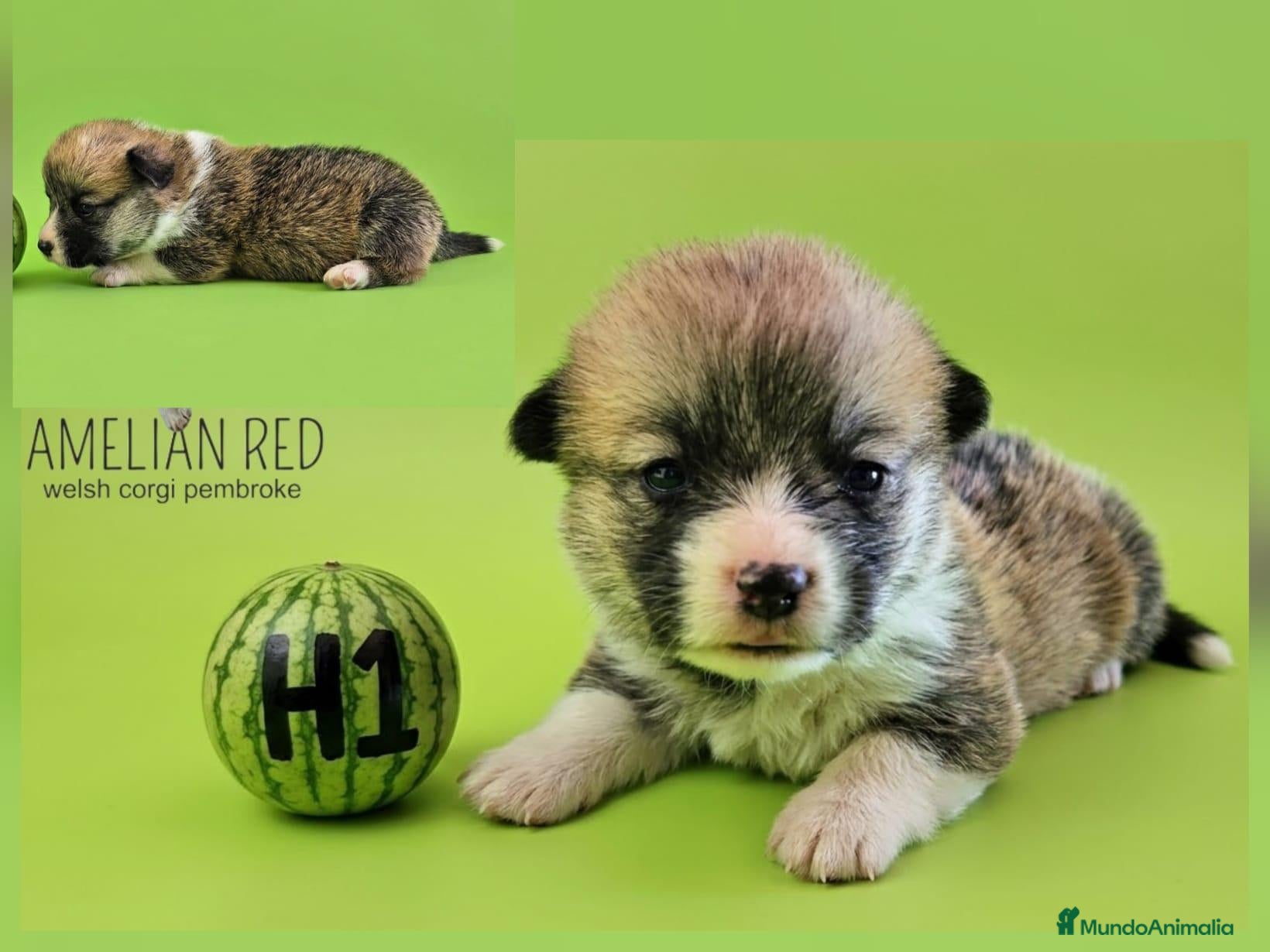 Welsh Corgi Pembroke perros Cachorros de Welsh Corgi Pembroke - Anuncio 1