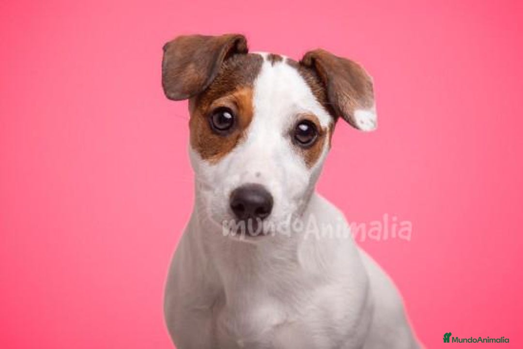 Imagen de galería {{count}}