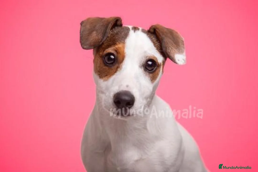 Imagen de galería {{count}}