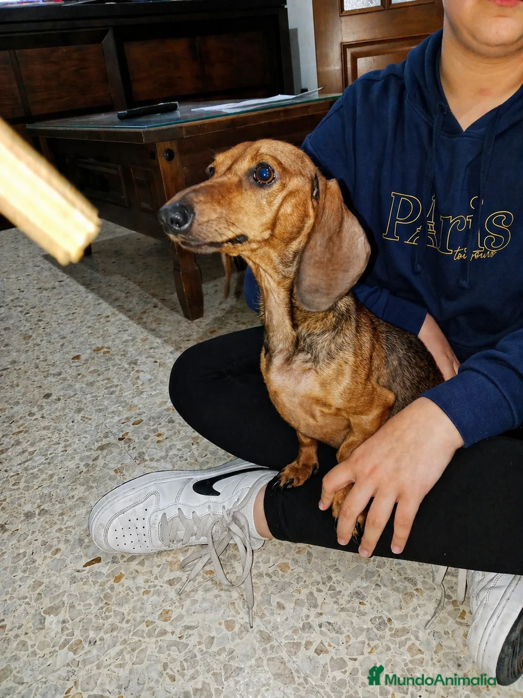 Teckel Miniatura perros en venta: Teckel mini  - Anuncio 2