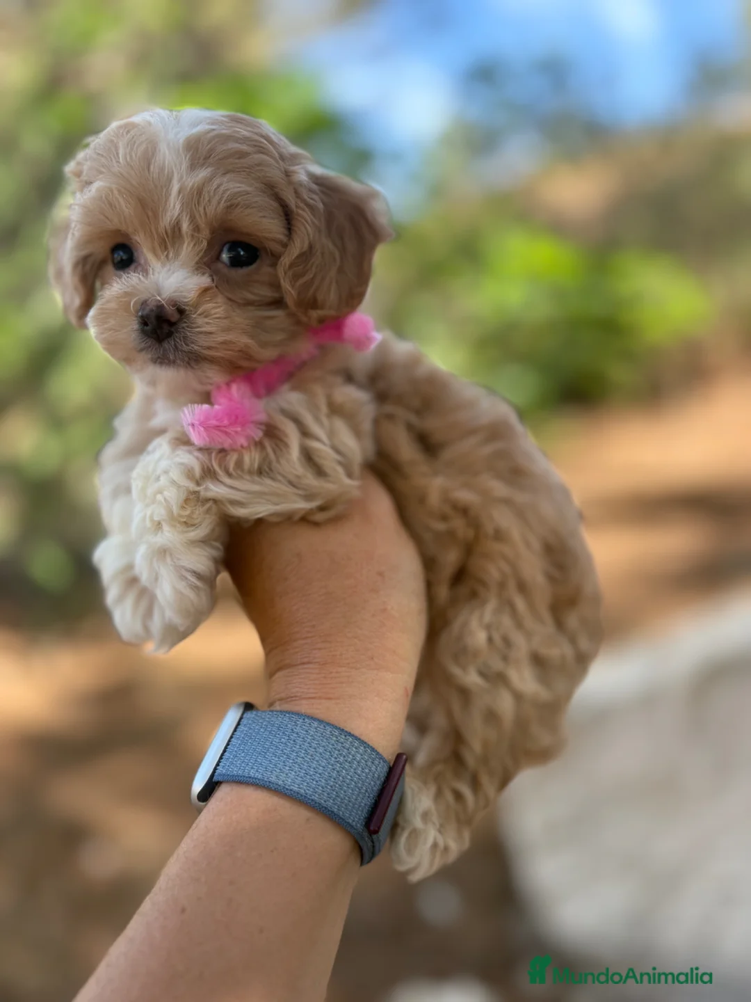 Maltipoo perros en venta: Maltipoo  - Anuncio 7
