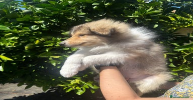 Collie de Pelo Largo perros - Propaganda 2