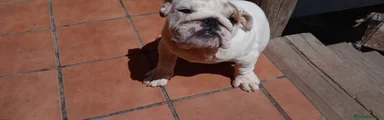 Bulldog Inglés Cachorro 1
