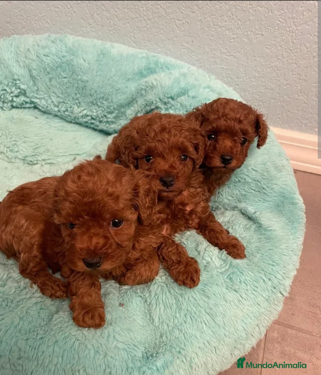 Caniche Toy perros ‼️‼️CANICHE TOY ROJOS 50% ASIÁTICOS  - Anuncio 2