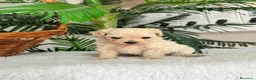 Maltipoo perros en venta: MALTIPOO MACHO - LINEA COREANA - Anuncio 14