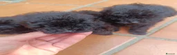 Caniche Toy perros en venta: Caniche toy hembra negros - Anuncio 7