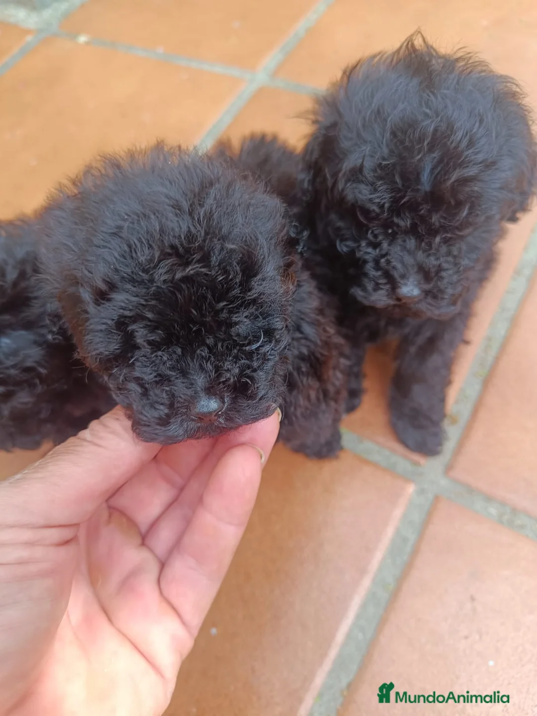 Caniche Toy perros en venta: Caniche toy hembra negros - Anuncio 7