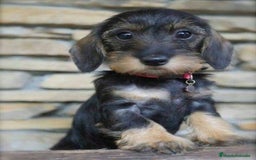Teckel Miniatura perros en venta: CACHORROS TECKEL MINIATURA, KANINCHEN , STANDARD  - Imagen 6