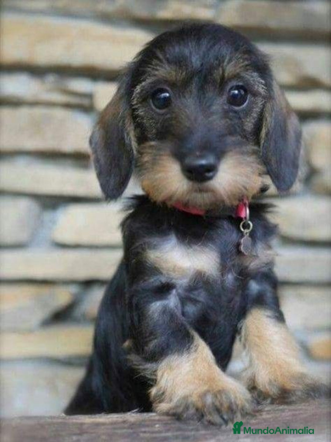Teckel Miniatura perros en venta: CACHORROS TECKEL MINIATURA, KANINCHEN , STANDARD  - Imagen 6