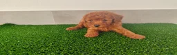 Caniche Toy perros en venta: Caniches toy - Anuncio 24