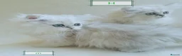 Persa gatos en venta: Persas Chinchillas - Anuncio 3