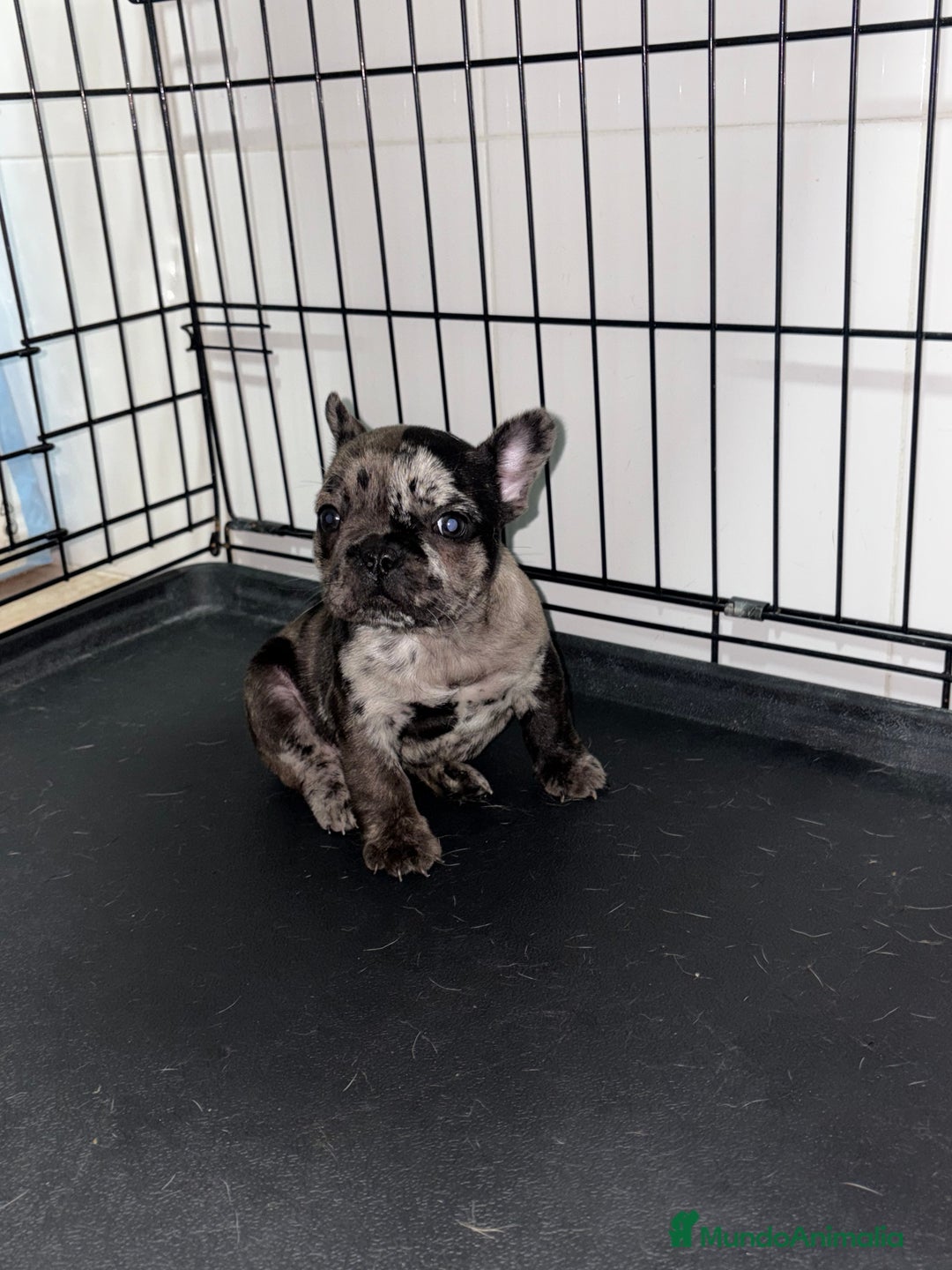 Bulldog Francés perros en venta: Cachorra bulldog francés merle - Anuncio 10