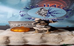 Chihuahua perros en venta: Chihuahua macho enano  - Imagen 2