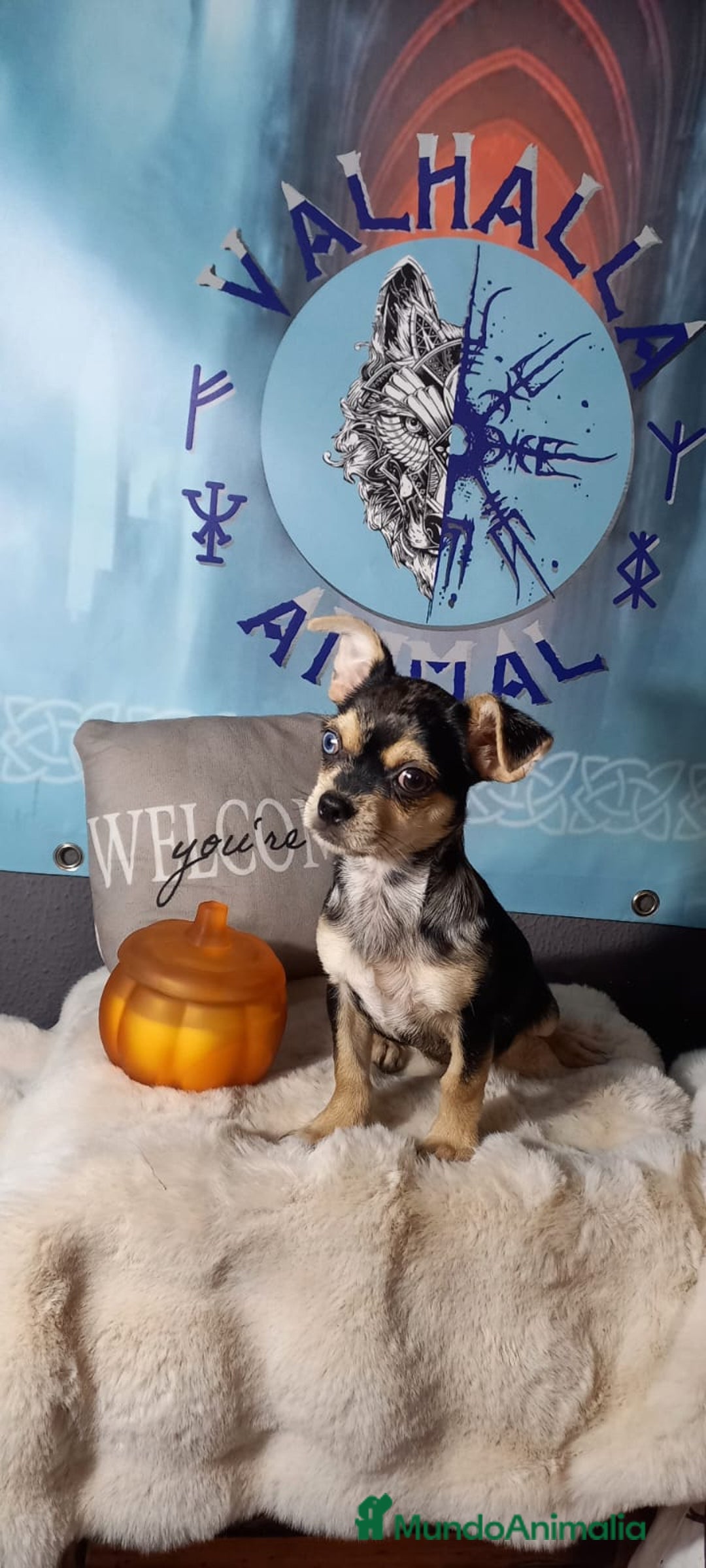 Chihuahua perros en venta: Chihuahua macho enano  - Imagen 2