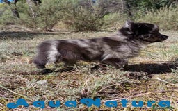 Pomchi perros en venta: Pomchi Hembra de Aspi y Manchitas 6415 AQUANATURA - Imagen 2