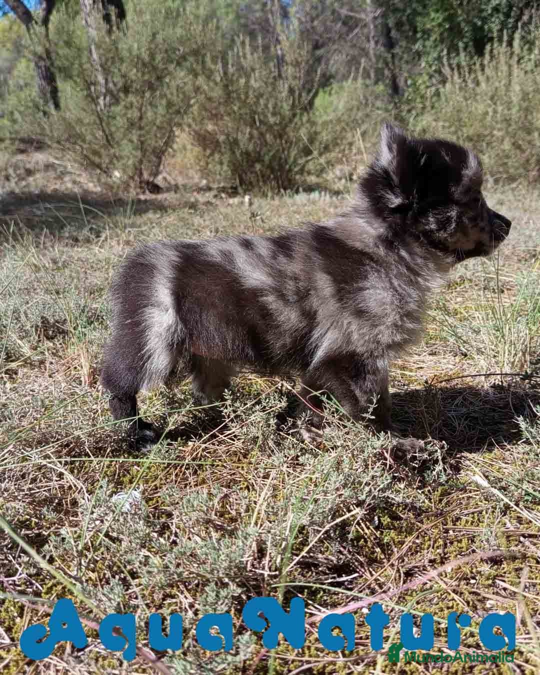 Pomchi perros en venta: Pomchi Hembra de Aspi y Manchitas 6415 AQUANATURA - Imagen 2