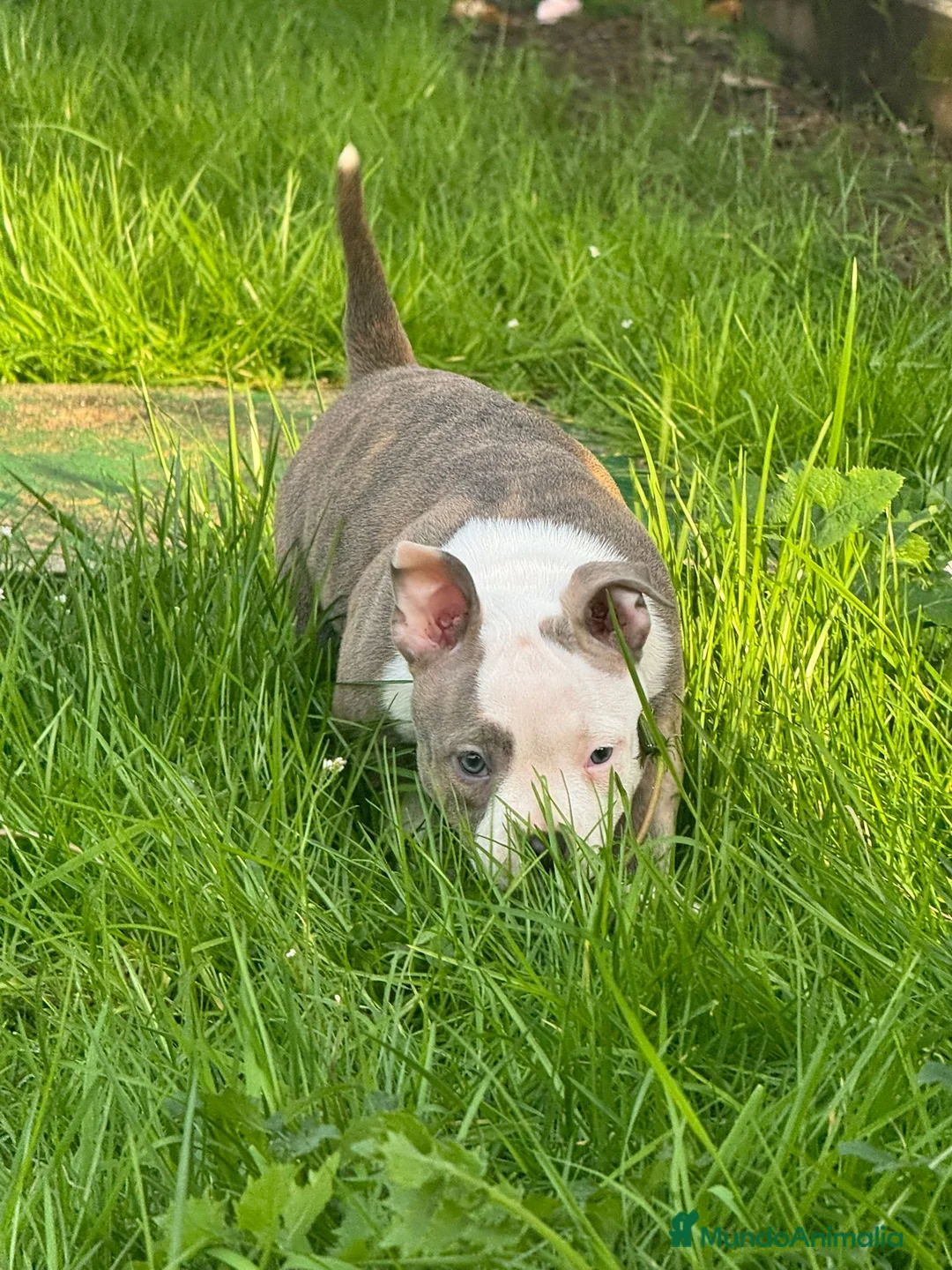 American Bully perros en venta: Preciosa camada de American Bully  - Anuncio 2