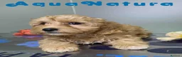 Havapoo perros en venta: Havapoo Macho de Haya y Can 8301 AQUANATURA - Anuncio 4