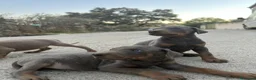 Dobermann perros en venta: Dóberman  - Anuncio 6
