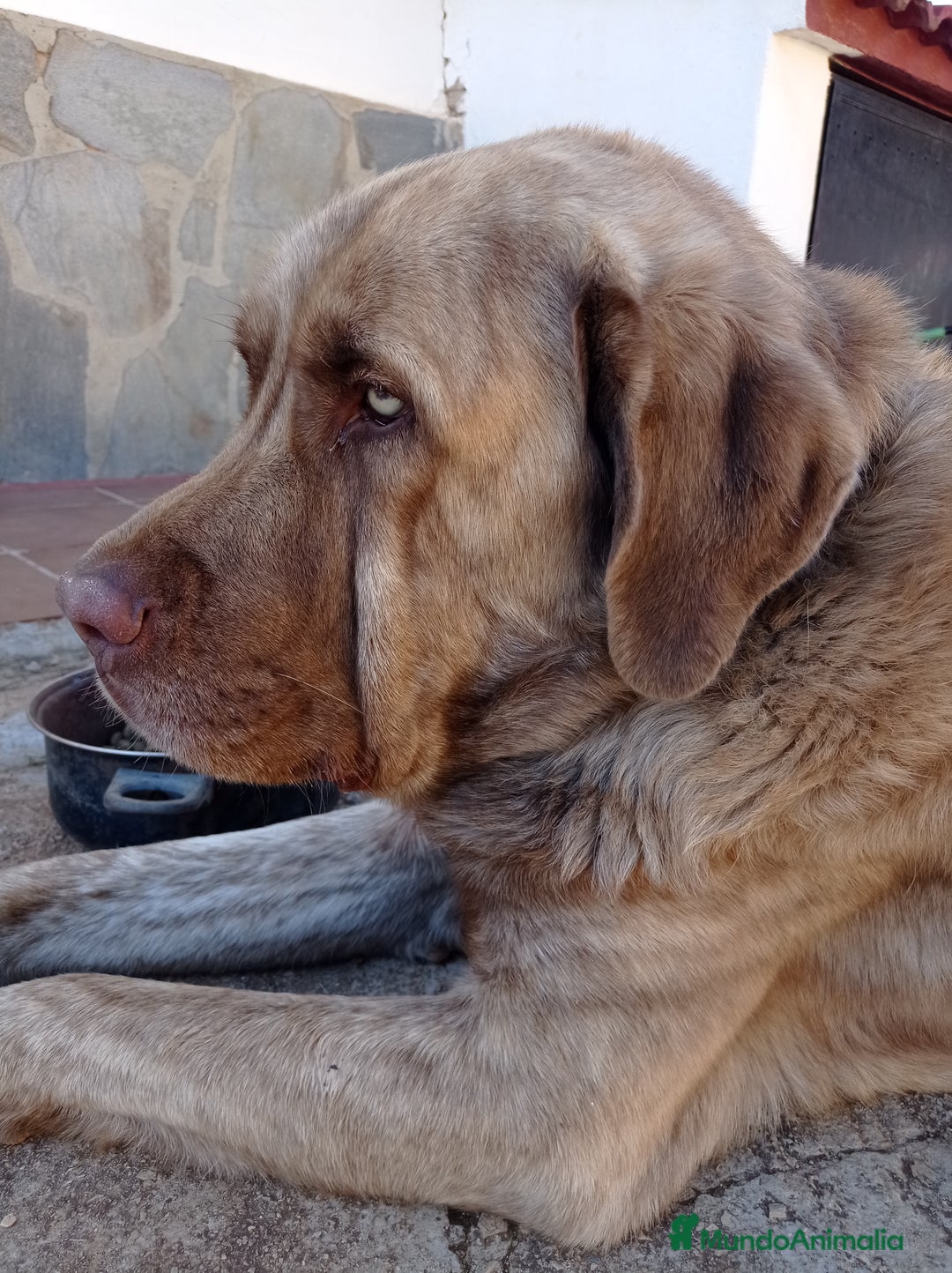 Mastín Español perros en venta: Cachorros de mastín español en Málaga - Anuncio 3