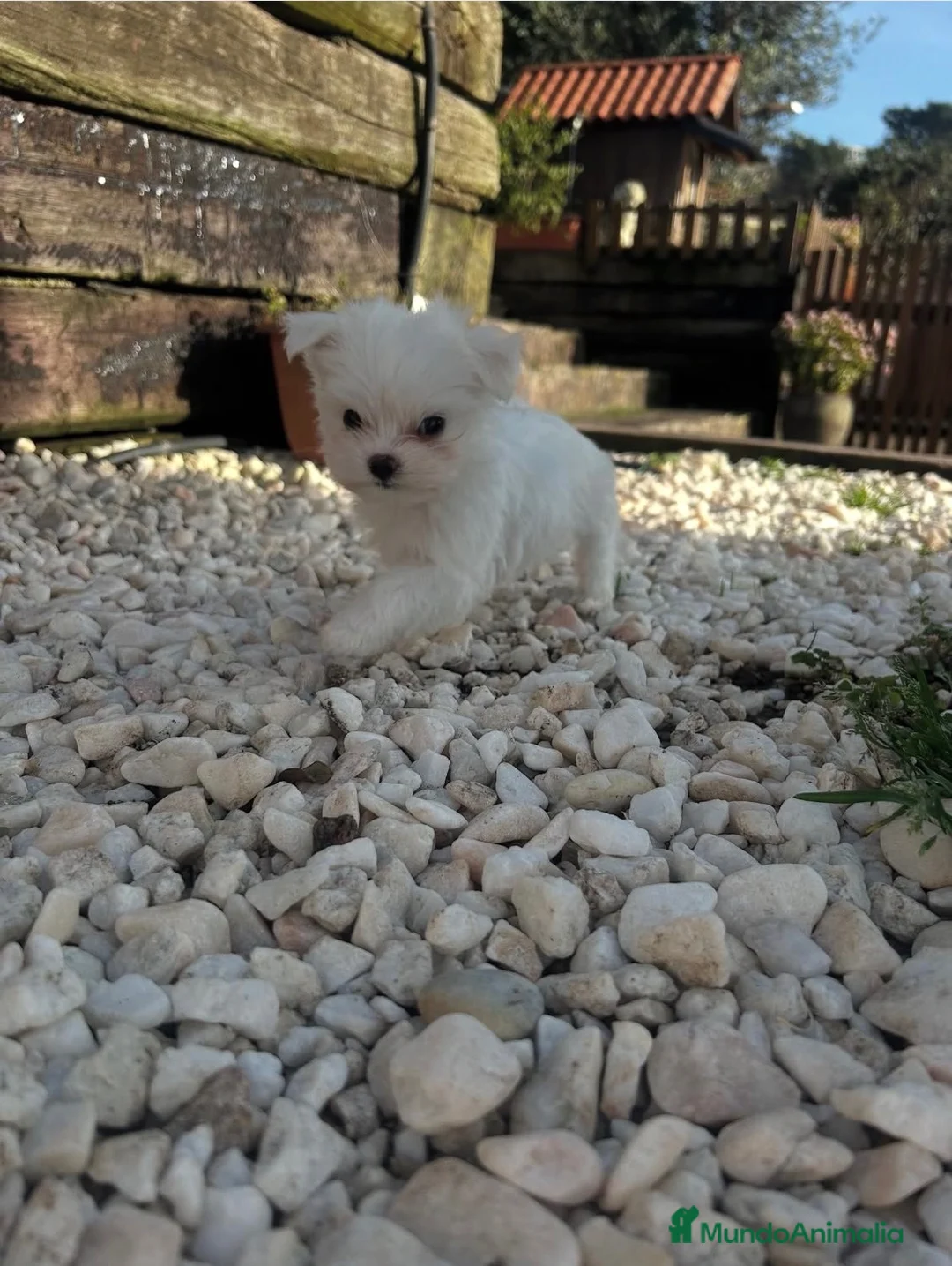 Bichón Maltés perros en venta: Bichón Maltés Toy  - Anuncio 3