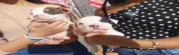 American Bully perros en venta: American Bully  - Anuncio 5