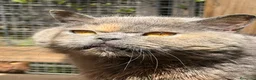 Británico de Pelo Corto gatos en venta: British hembra  - Anuncio 3