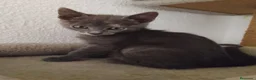 Raza Mixta gatos en adopcion: Salvia en adopción  - Anuncio 2