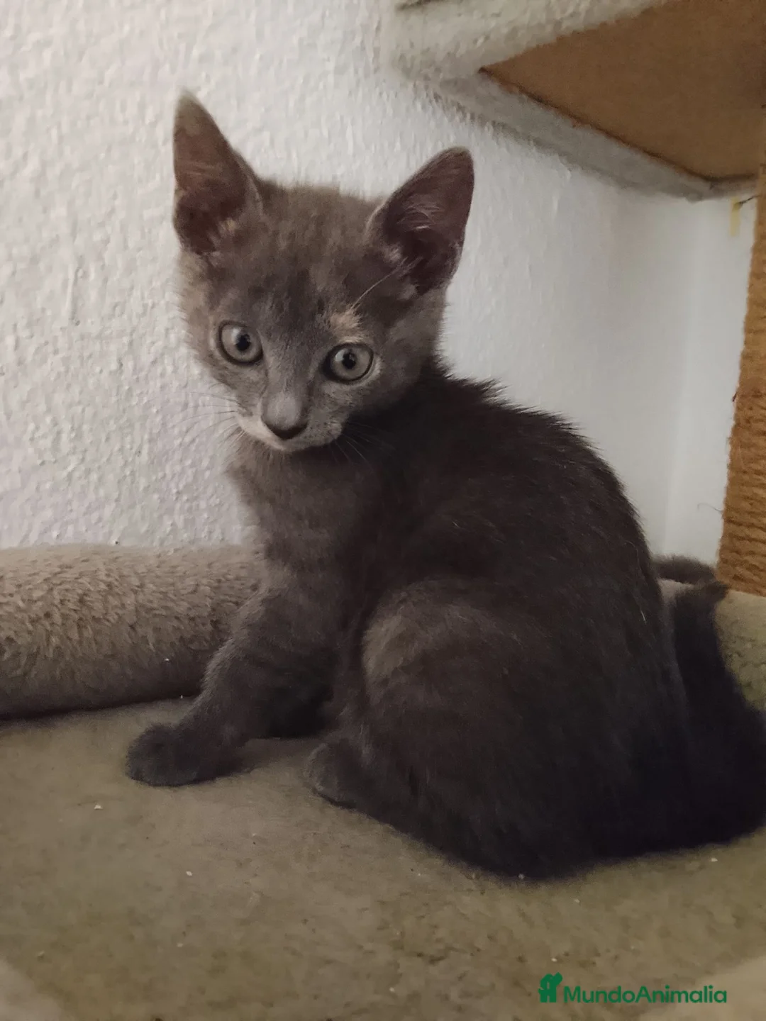 Raza Mixta gatos en adopcion: Salvia en adopción  - Anuncio 2