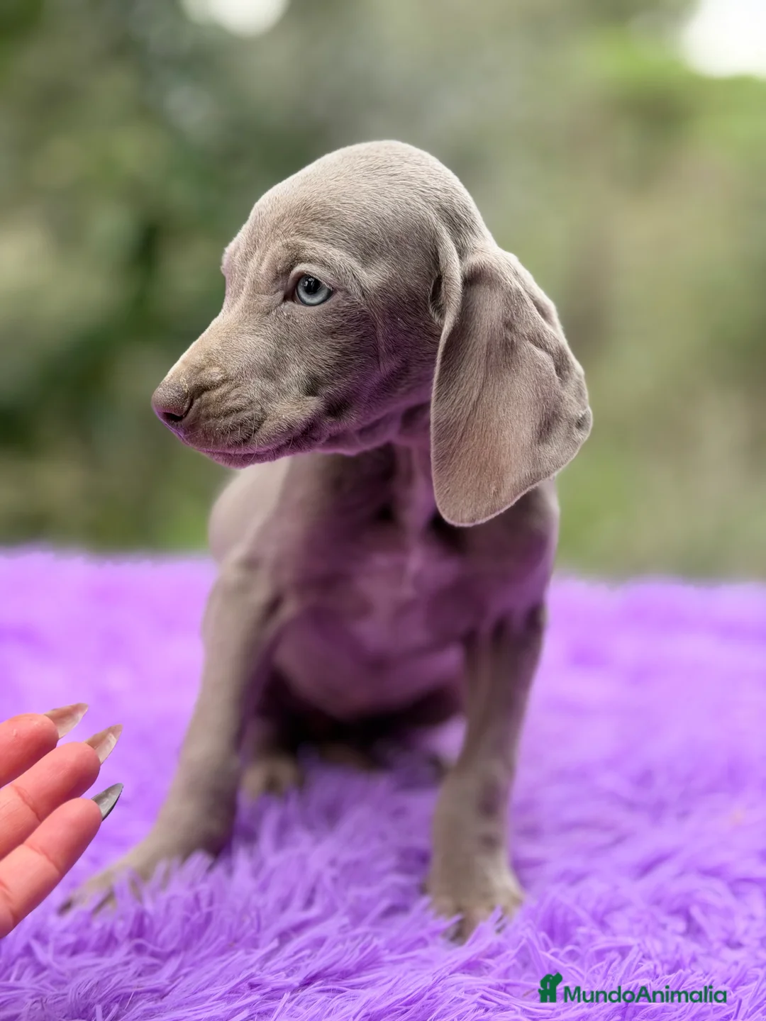 Weimaraner perros en venta: Braco de Weimar hembra  - Anuncio 5
