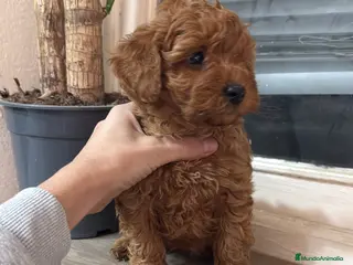 Caniche Toy perros Caniche Toy - Anuncio 1