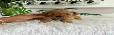 Caniche Toy 1