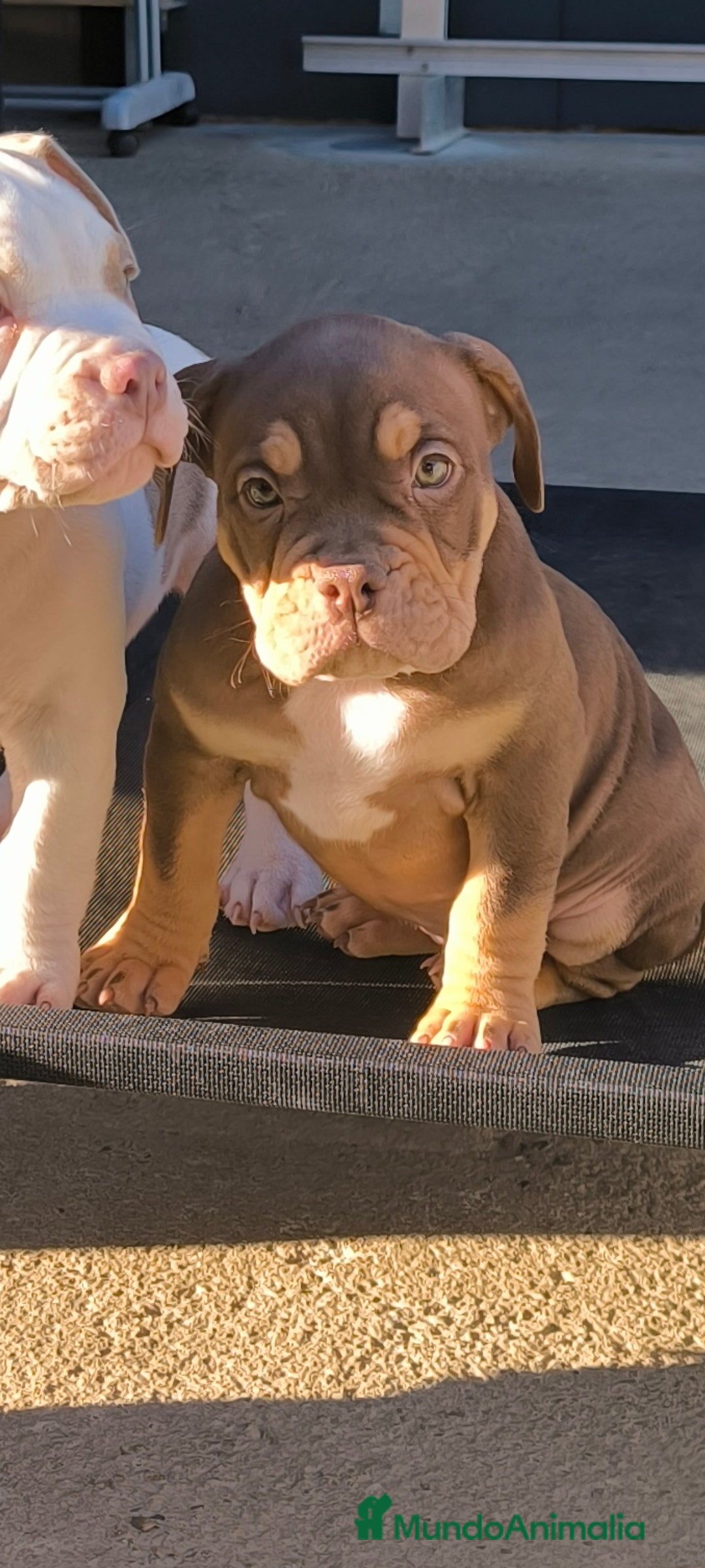 American Bully perros en venta: American bully pocket - Anuncio 1