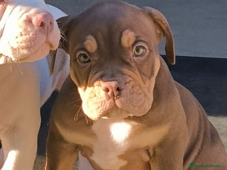 American Bully perros American bully - Anuncio 2