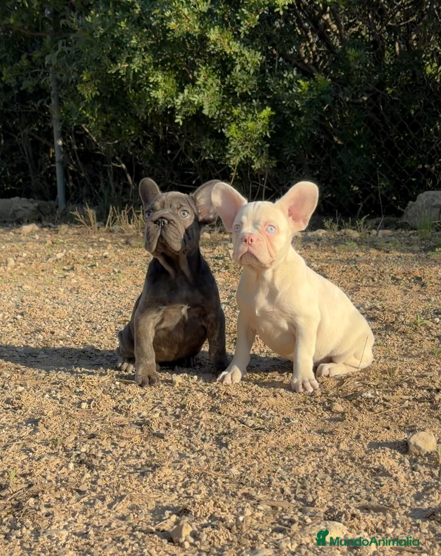 Bulldog Francés perros BULLDOG FRANCÉS - 💖 HEMBRAS DISPONIBLES 💖 - Anuncio 1