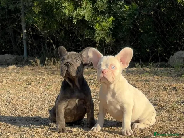 Bulldog Francés perros en venta: BULLDOG FRANCÉS - 💖 HEMBRAS DISPONIBLES 💖 - Anuncio 4
