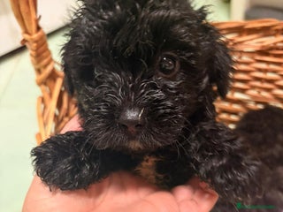 Raza Mixta perros Cachorritos de chi-poo - Anuncio 1