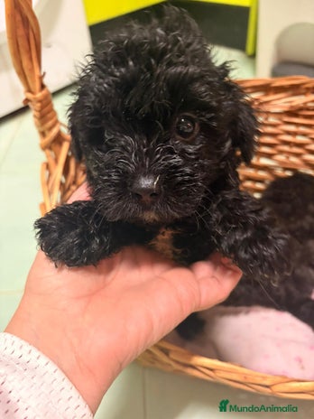 Raza Mixta perros Cachorritos de chi-poo - Anuncio 1