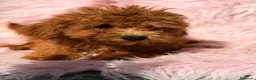 Caniche Mediano perros en venta: Caniche hembra  - Anuncio 4