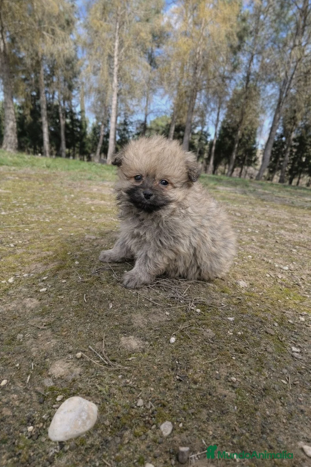 Pomerania perros en venta: Cachorros Pomerania disponibles - Anuncio 10