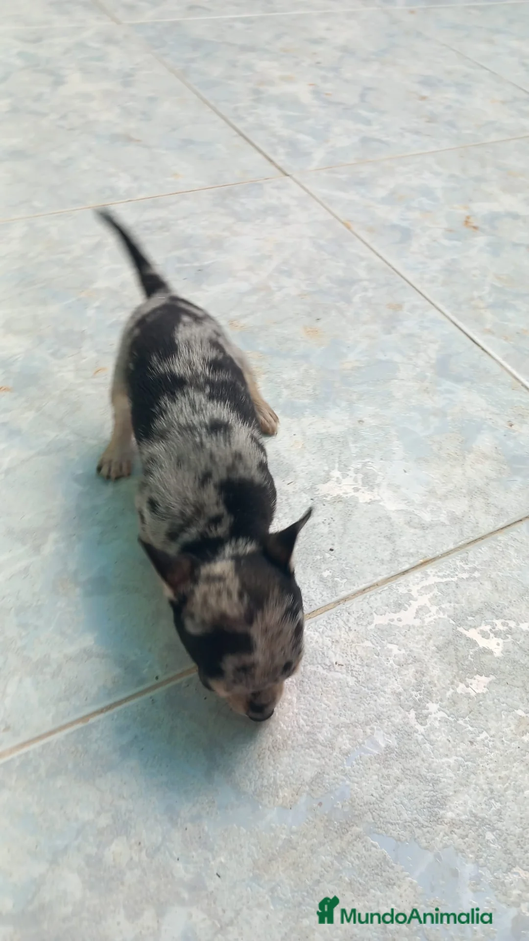 Chihuahua perros en venta: Chihuahua toys disponible  - Anuncio 5
