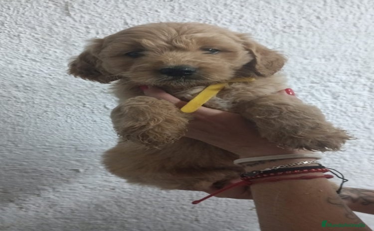 Goldendoodle perros - Anuncio 9