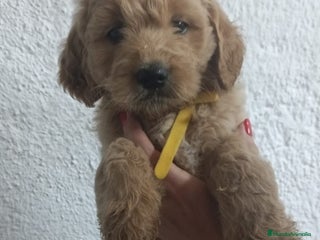 Goldendoodle perros - Anuncio 1