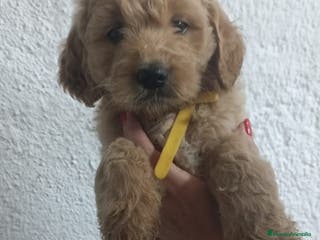 Goldendoodle perros Goldendoodle - Anuncio 40