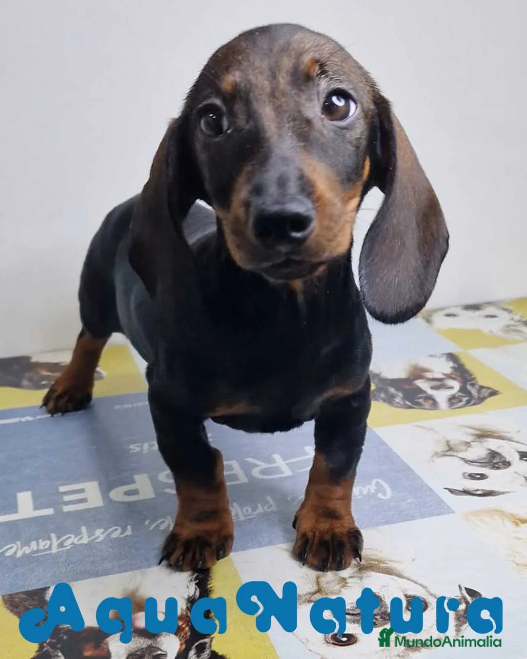 Teckel perros en venta: Teckel Hembra 9966 - AQUANATURA en Barcelona - Anuncio 11